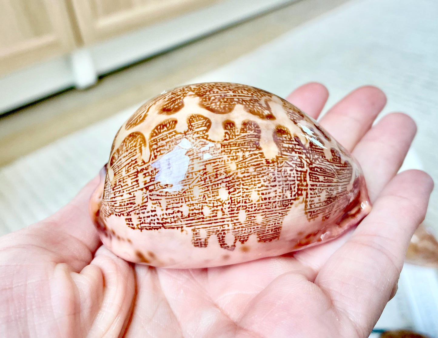 ANCIENT MAP COWRIE Shell 2.5-3" Polished Brown Pink Seashell Home Beach Coastal Décor
