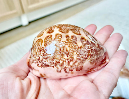 ANCIENT MAP COWRIE Shell 2.5-3" Polished Brown Pink Seashell Home Beach Coastal Décor