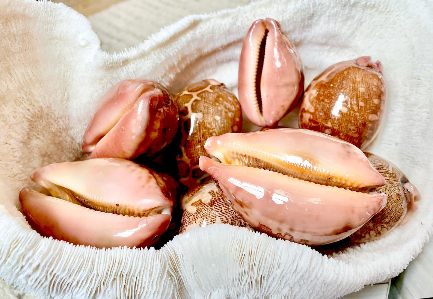 ANCIENT MAP COWRIE Shell 2.5-3" Polished Brown Pink Seashell Home Beach Coastal Décor