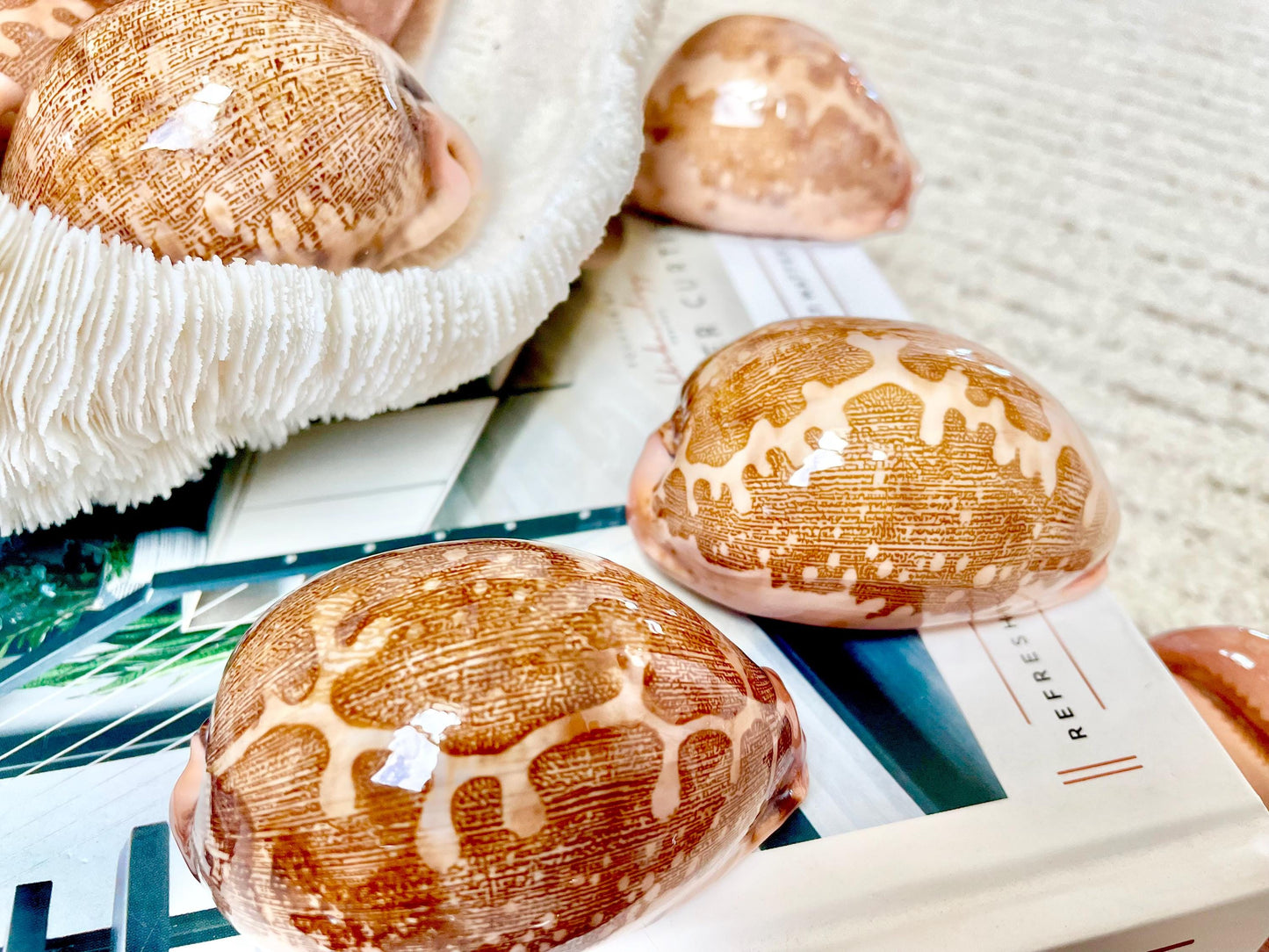 ANCIENT MAP COWRIE Shell 2.75-3" Long Naturally Polished Brown Pink Seashell Home Beach Coastal Décor Cypraea Mappa