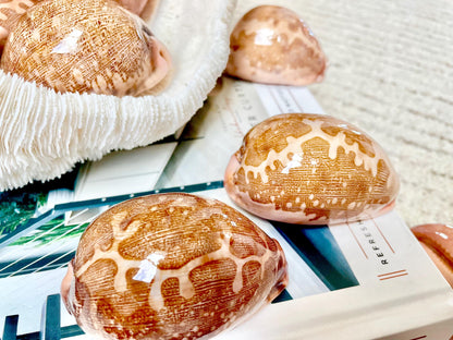 ANCIENT MAP COWRIE Shell 2.5-3" Polished Brown Pink Seashell Home Beach Coastal Décor