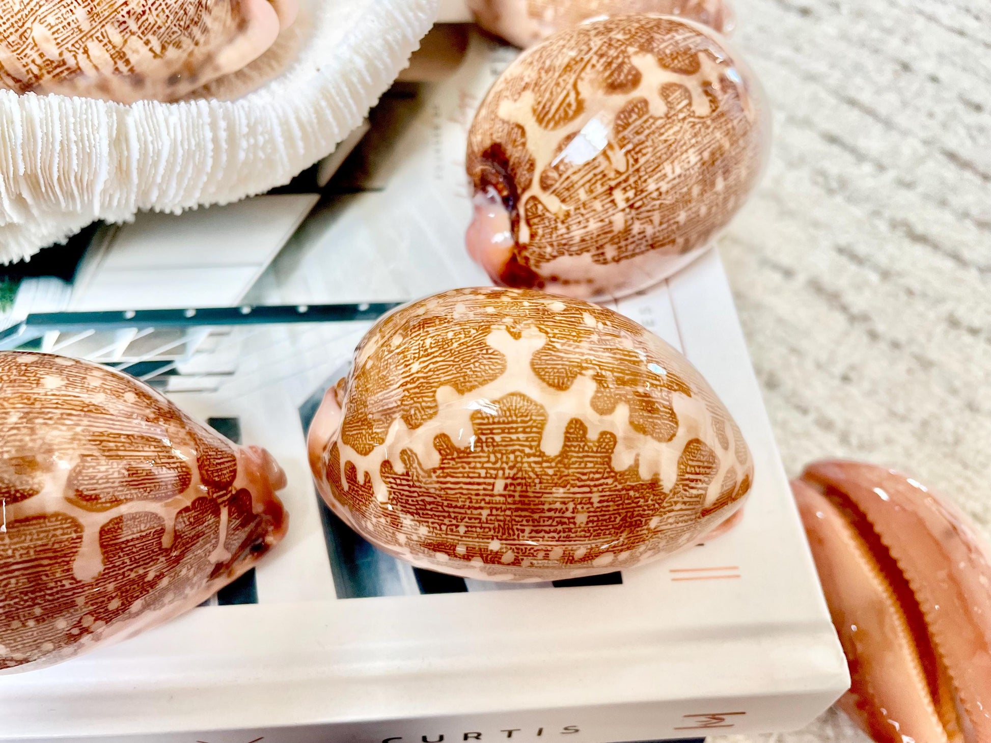 ANCIENT MAP COWRIE Shell 2.75-3" Long Naturally Polished Brown Pink Seashell Home Beach Coastal Décor Cypraea Mappa