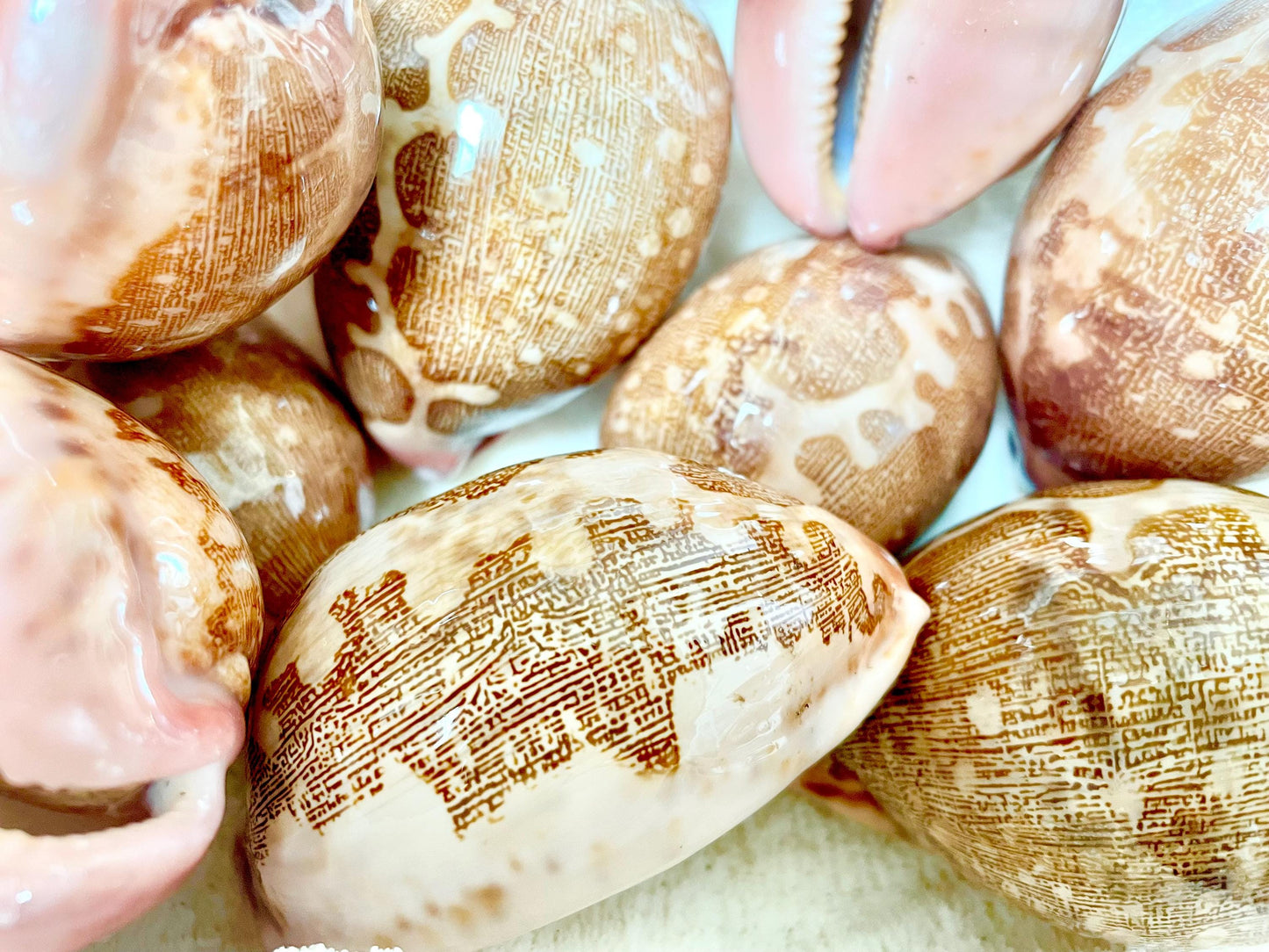 ANCIENT MAP COWRIE Shell 2.75-3" Long Naturally Polished Brown Pink Seashell Home Beach Coastal Décor Cypraea Mappa