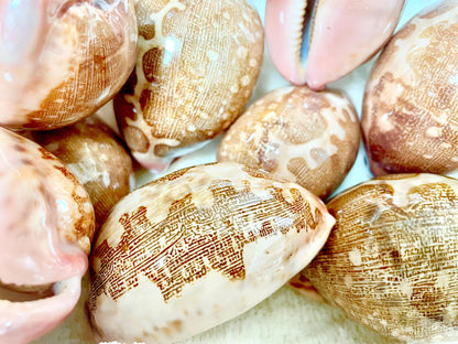 ANCIENT MAP COWRIE Shell 2.75-3" Long Naturally Polished Brown Pink Seashell Home Beach Coastal Décor Cypraea Mappa