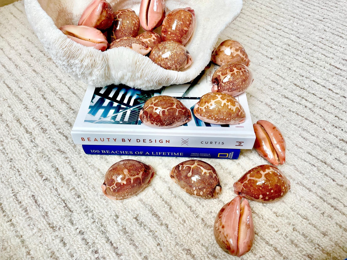 ANCIENT MAP COWRIE Shell 2.75-3" Long Naturally Polished Brown Pink Seashell Home Beach Coastal Décor Cypraea Mappa