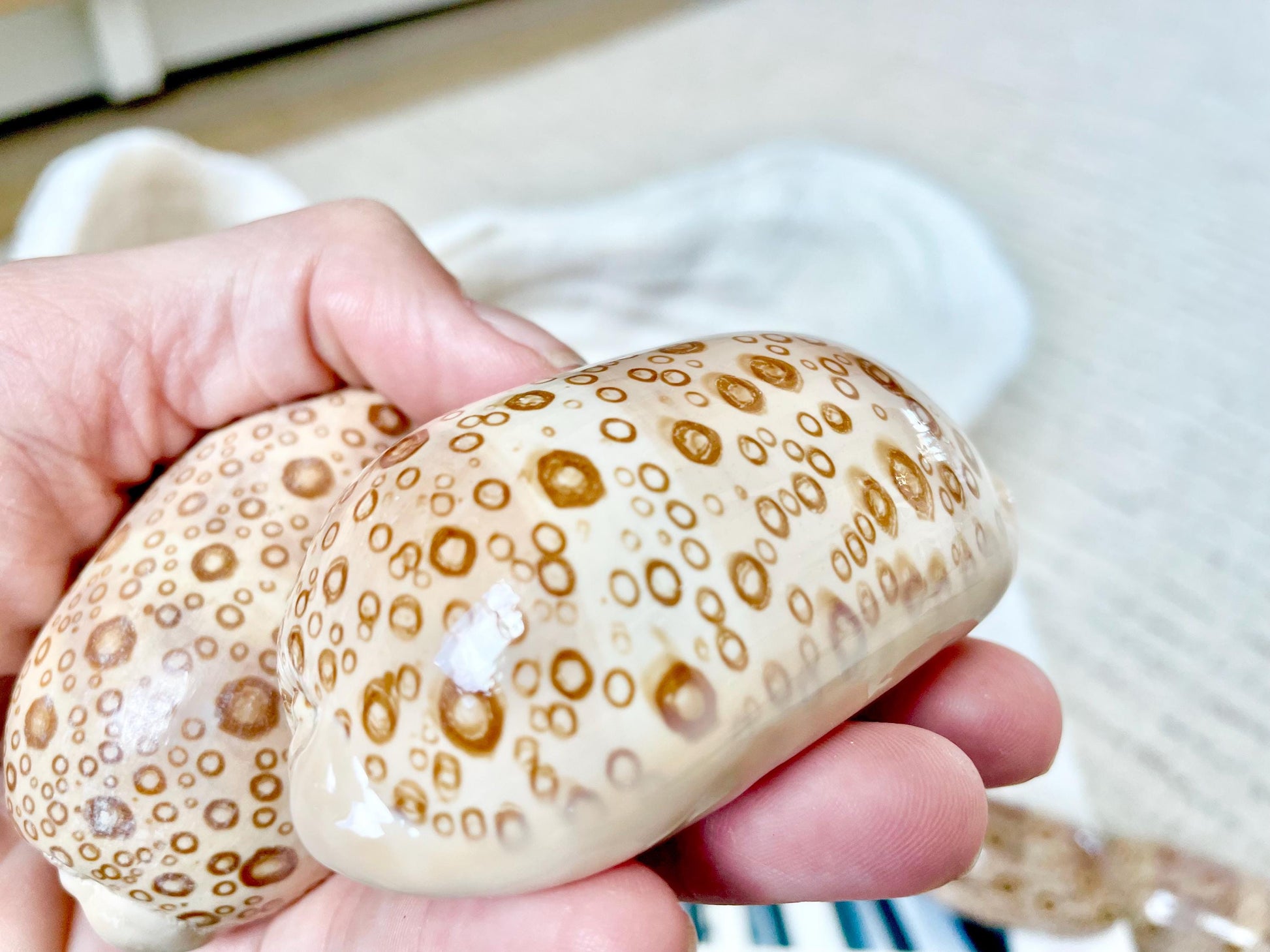 EYED COWRIE SHELL 3-3.5" Long Natural Beige Brown Glossy Display Seashell Beach Coastal Décor Cypraea Argus Evil Eye