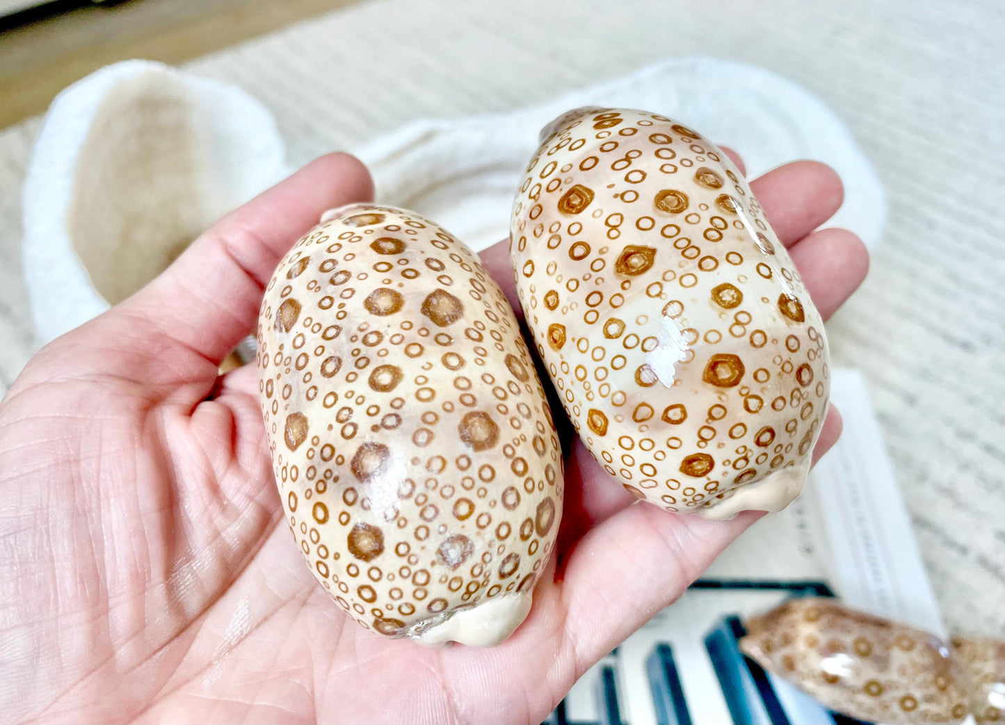 Eyed Cowrie Seashell Shell 3-3.5" Long Glossy Collectors Specimen Home Beach Nautical Coastal Décor Cypraea Argus Beige Brown Evil Eye