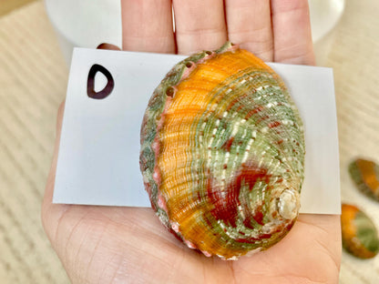 BANDED CHINO ABALONE Shells Rare 3" Natural Green Red Orange Striped Coastal Décor Ocean Specimen Collectable Display