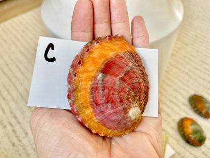 BANDED CHINO ABALONE Shells Rare 3" Natural Green Red Orange Striped Coastal Décor Ocean Specimen Collectable Display