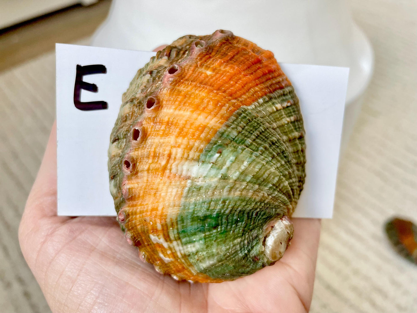 BANDED CHINO ABALONE Shells Rare 3" Natural Green Red Orange Striped Coastal Décor Ocean Specimen Collectable Display