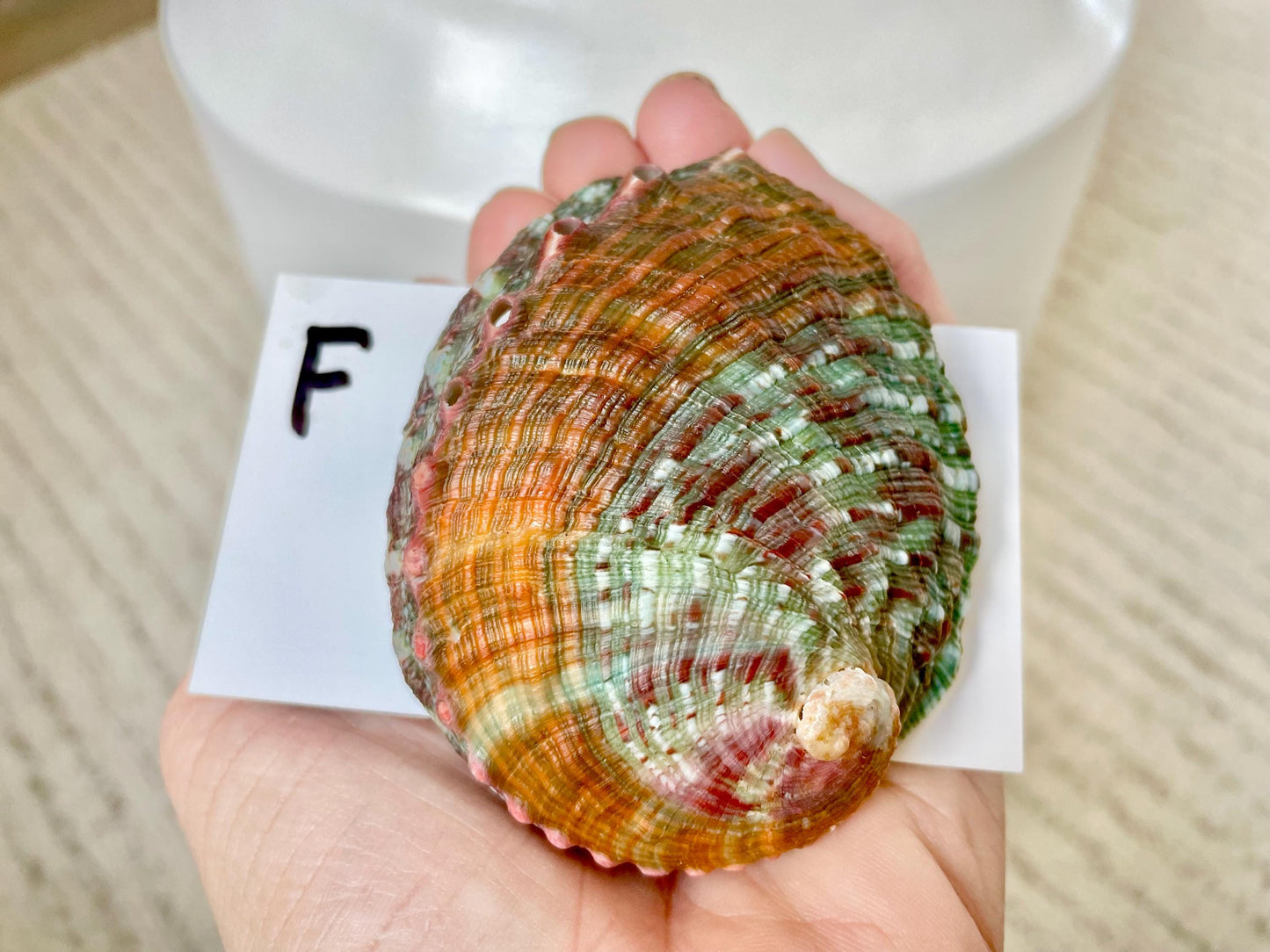 BANDED CHINO ABALONE Shells Rare 3" Natural Green Red Orange Striped Coastal Décor Ocean Specimen Collectable Display
