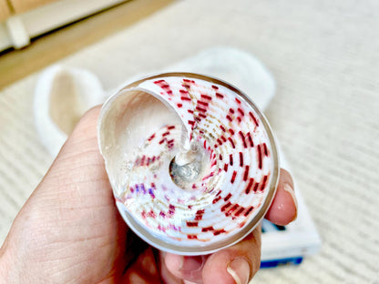 100% Real Banded Strawberry Top Shell Seashell Pink White Silver Striped Pyramid Trochus Display 2.5-2.75" Home Beach Décor Hermit Crab