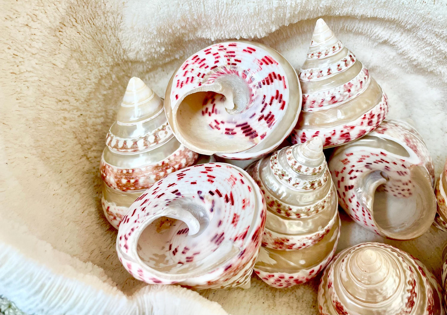 100% Real Banded Strawberry Top Shell Seashell Pink White Silver Striped Pyramid Trochus Display 2.5-2.75" Home Beach Décor Hermit Crab