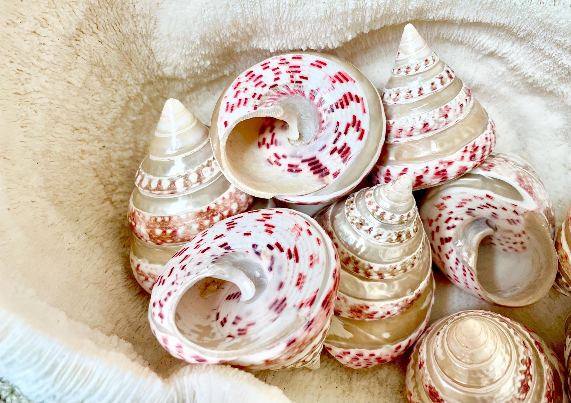 100% Real Banded Strawberry Top Shell Seashell Pink White Silver Striped Pyramid Trochus Display 2.5-2.75" Home Beach Décor Hermit Crab
