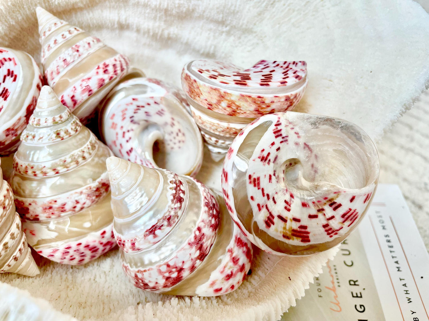 100% Real Banded Strawberry Top Shell Seashell Pink White Silver Striped Pyramid Trochus Display 2.5-2.75" Home Beach Décor Hermit Crab