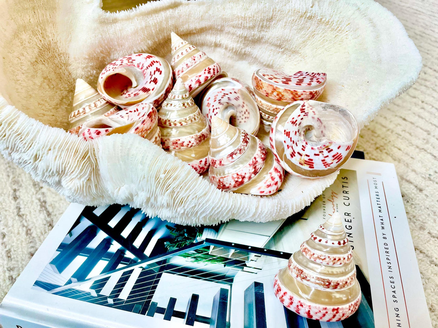 100% Real Banded Strawberry Top Shell Seashell Pink White Silver Striped Pyramid Trochus Display 2.5-2.75" Home Beach Décor Hermit Crab