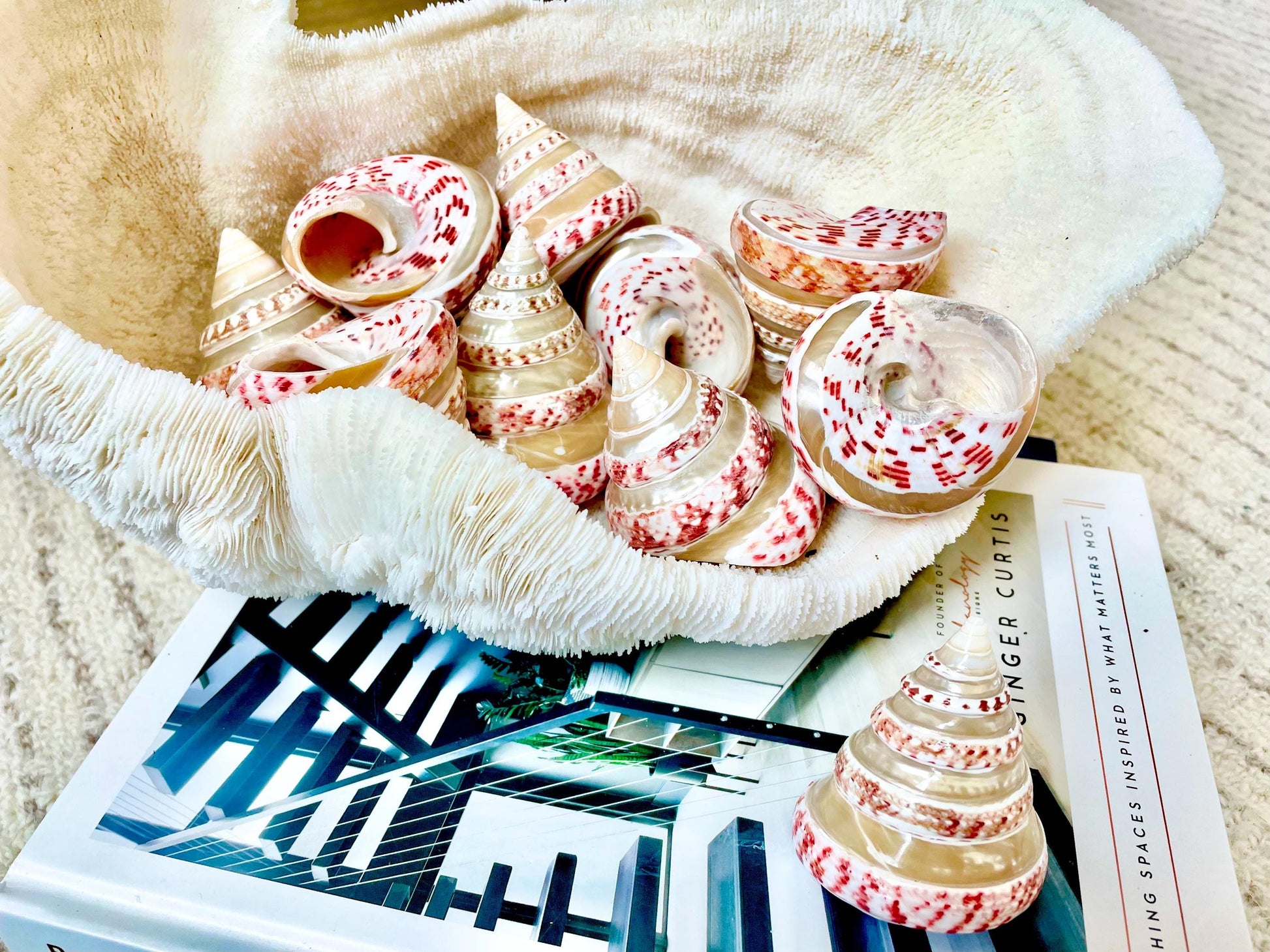 100% Real Banded Strawberry Top Shell Seashell Pink White Silver Striped Pyramid Trochus Display 2.5-2.75" Home Beach Décor Hermit Crab