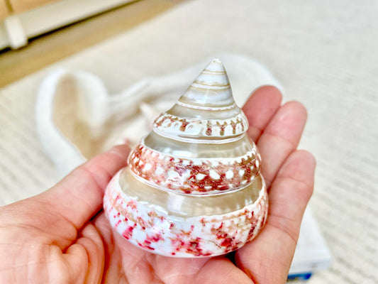 BANDED STRAWBERRY TOP Shells 2.5-2.75" Pink White Striped Trochus Seashell