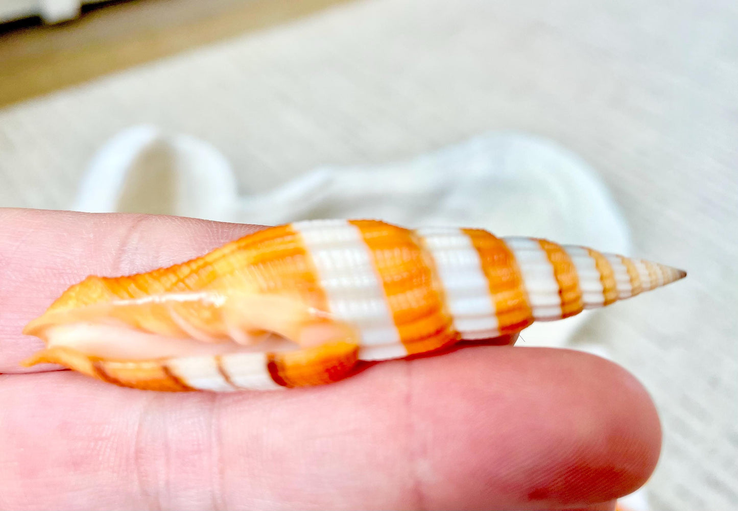 RIBBONED MITER SHELLS X-Large 2-3" Mitre Seashell Vexillum Citrinum Orange White Black Display Specimen Collectible Coastal