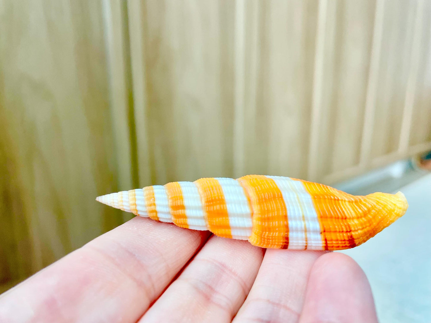 RIBBONED MITER SHELLS X-Large 2-3" Mitre Seashell Vexillum Citrinum Orange White Black Display Specimen Collectible Coastal