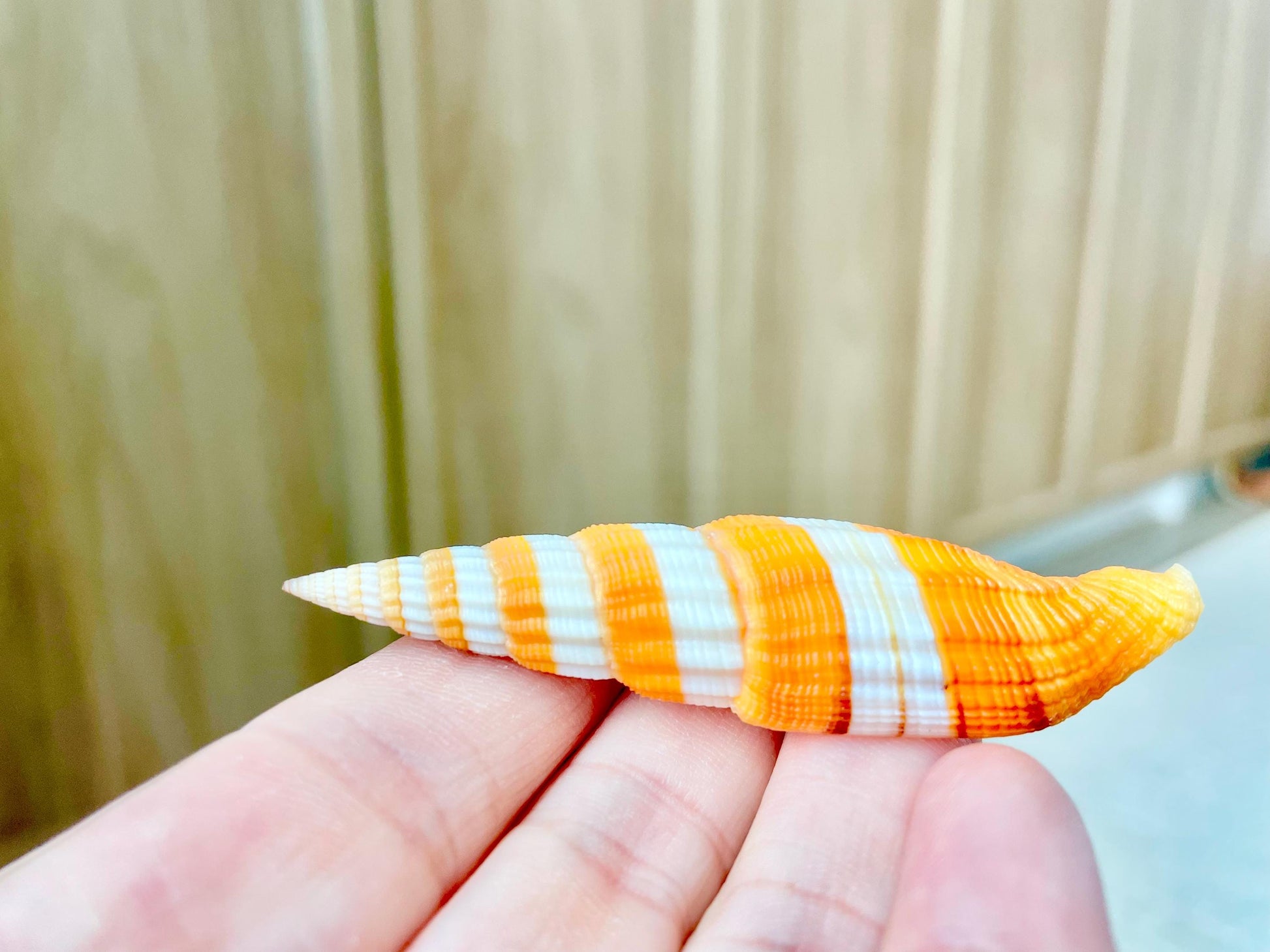 RIBBONED MITER SHELLS X-Large 2-3" Mitre Seashell Vexillum Citrinum Orange White Black Display Specimen Collectible Coastal