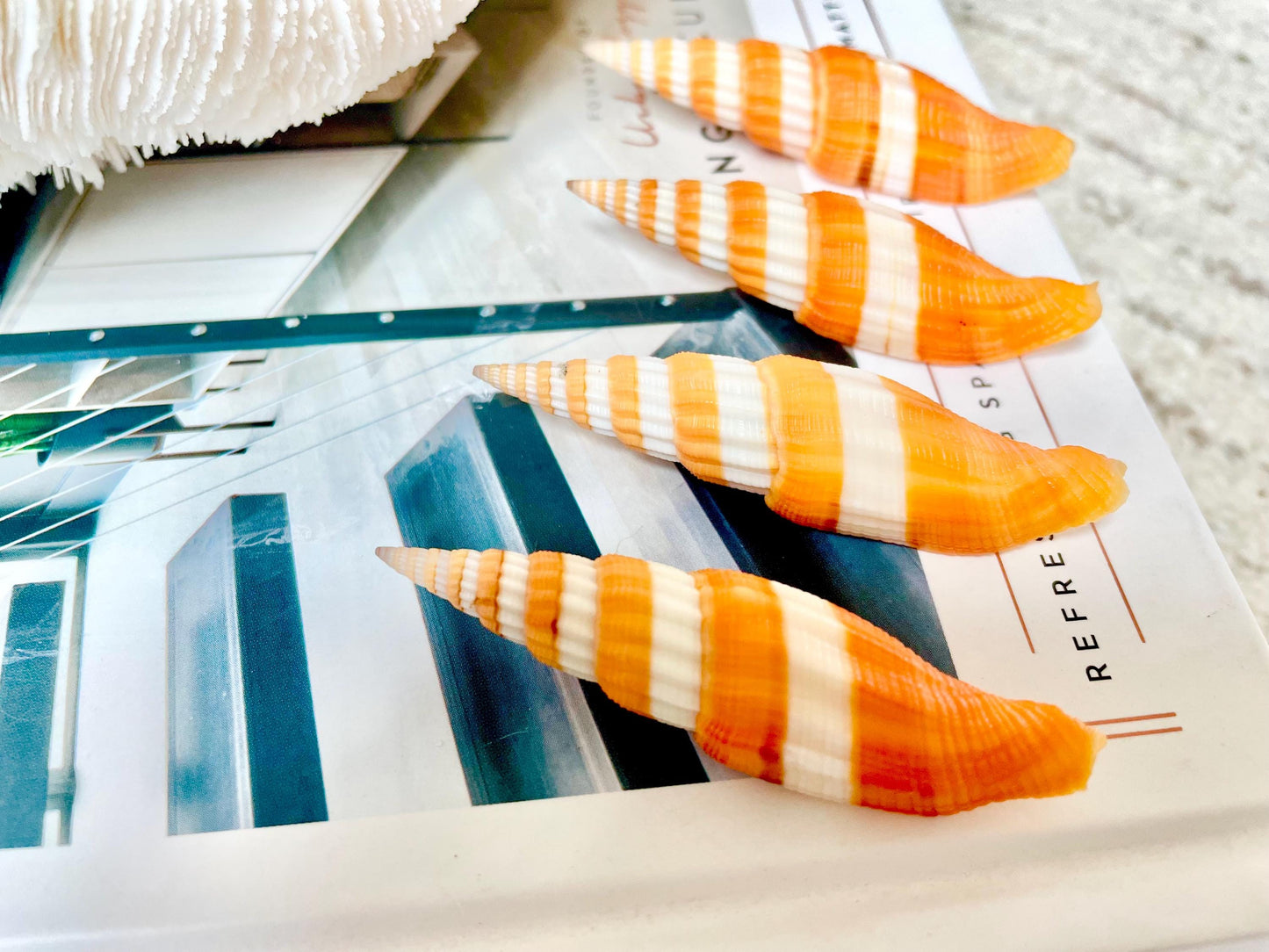 RIBBONED MITER SHELLS X-Large 2-3" Mitre Seashell Vexillum Citrinum Orange White Black Display Specimen Collectible Coastal