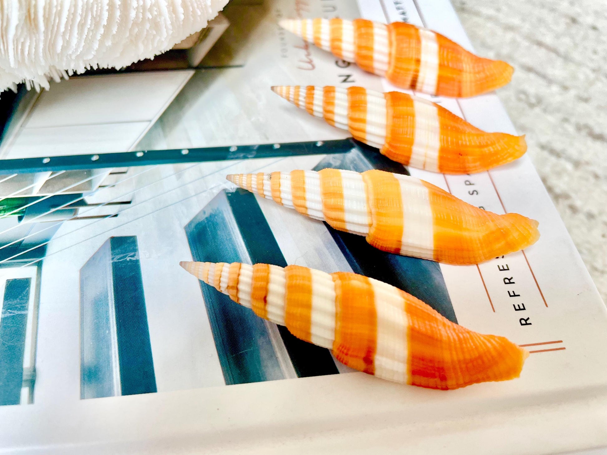 RIBBONED MITER SHELLS X-Large 2-3" Mitre Seashell Vexillum Citrinum Orange White Black Display Specimen Collectible Coastal