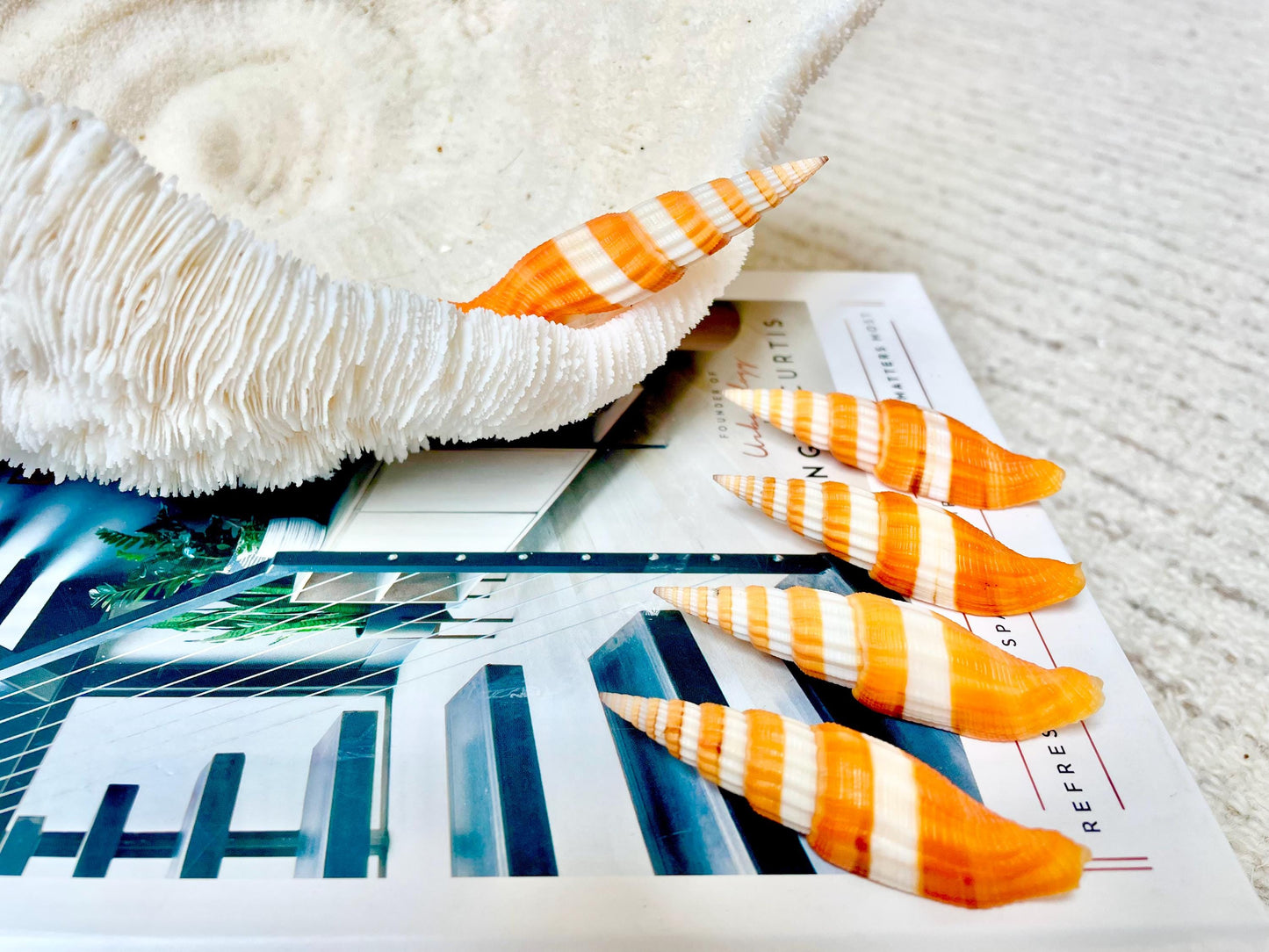 RIBBONED MITER SHELLS X-Large 2-3" Mitre Seashell Vexillum Citrinum Orange White Black Display Specimen Collectible Coastal