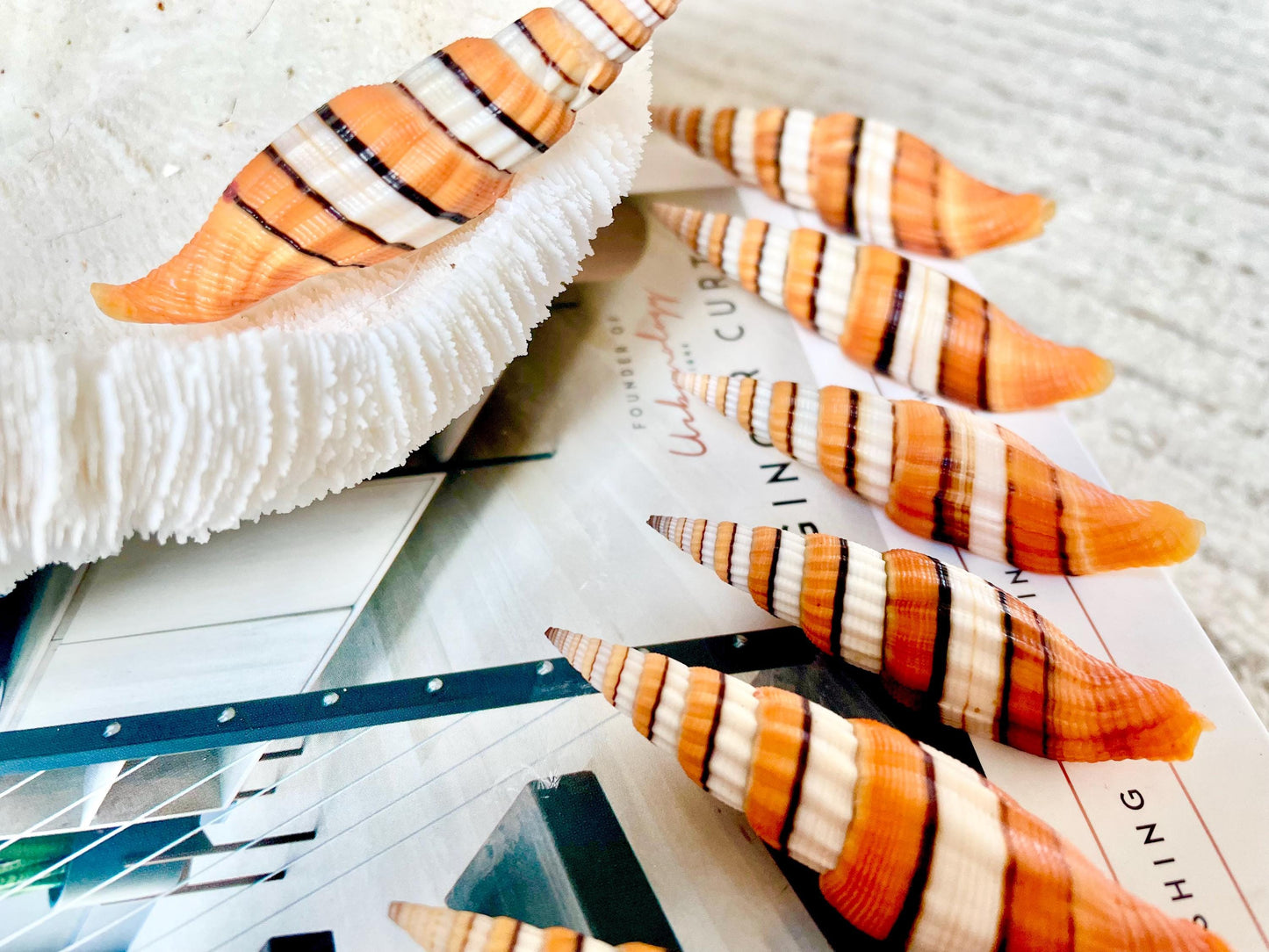 RIBBONED MITER SHELLS X-Large 2-3" Mitre Seashell Vexillum Citrinum Orange White Black Display Specimen Collectible Coastal