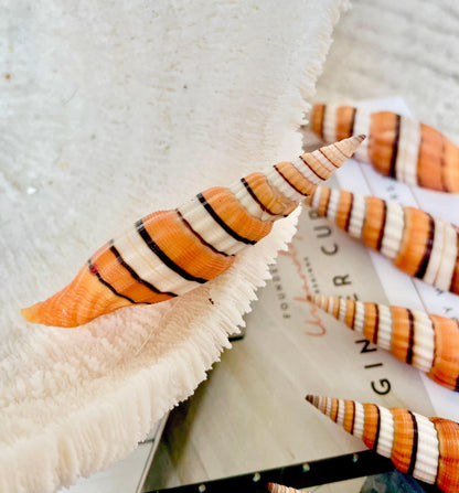 RIBBONED MITER SHELLS X-Large 2-3" Mitre Seashell Vexillum Citrinum Orange White Black Display Specimen Collectible Coastal