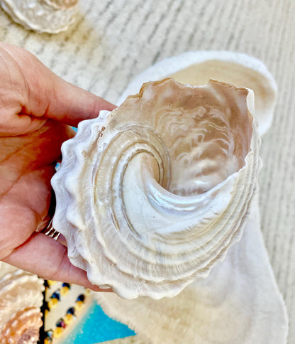 Orange Wavy Turban Shell 4-4.5" Pyramid Display Seashell Home Beach Coastal Décor