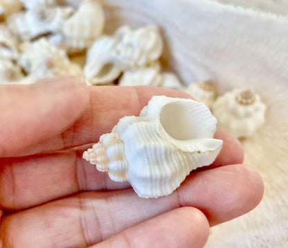 NUTMEG SNAIL SHELLS *You Choose Quantity* 1-1.5" Natural White Small Seashells Textured Craft Coastal Beach Home Décor Cancellaria