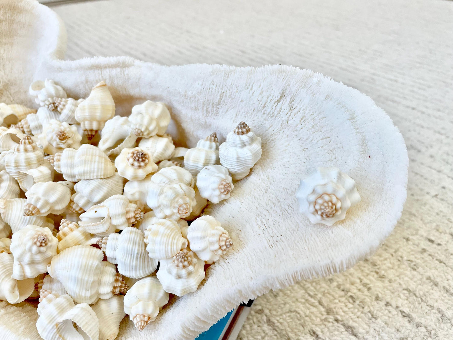 NUTMEG SNAIL SHELLS *You Choose Quantity* 1-1.5" Natural White Small Seashells Textured Craft Coastal Beach Home Décor Cancellaria