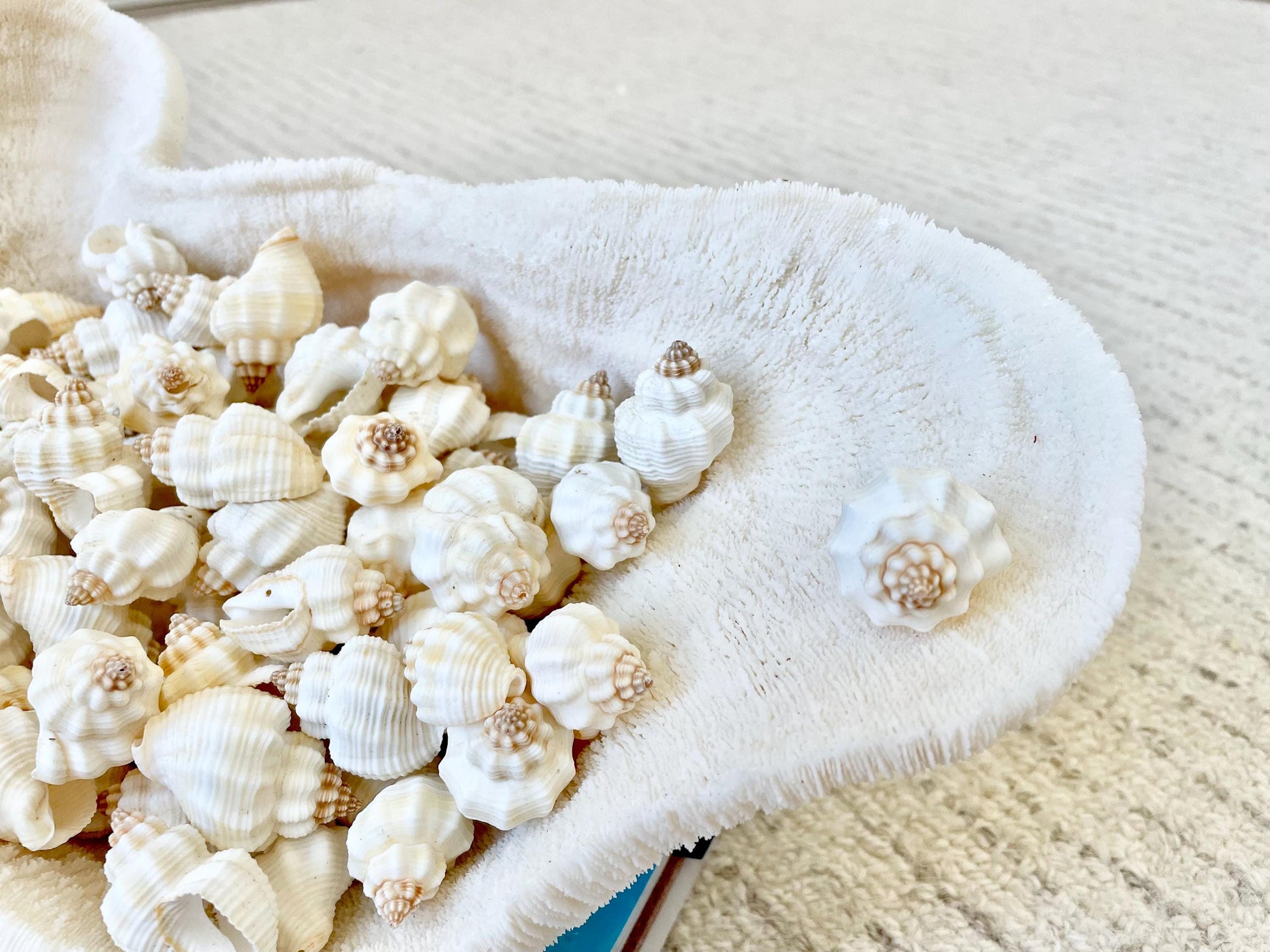 NUTMEG SNAIL SHELLS *You Choose Quantity* 1-1.5" Natural White Small Seashells Textured Craft Coastal Beach Home Décor Cancellaria