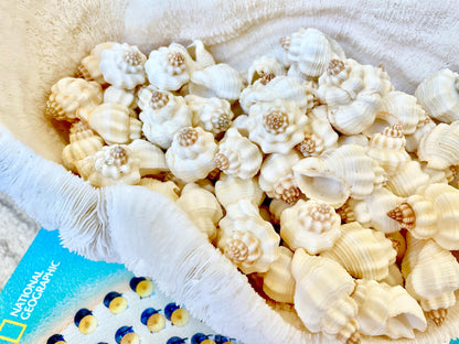 NUTMEG SNAIL SHELLS *You Choose Quantity* 1-1.5" Natural White Small Seashells Textured Craft Coastal Beach Home Décor Cancellaria