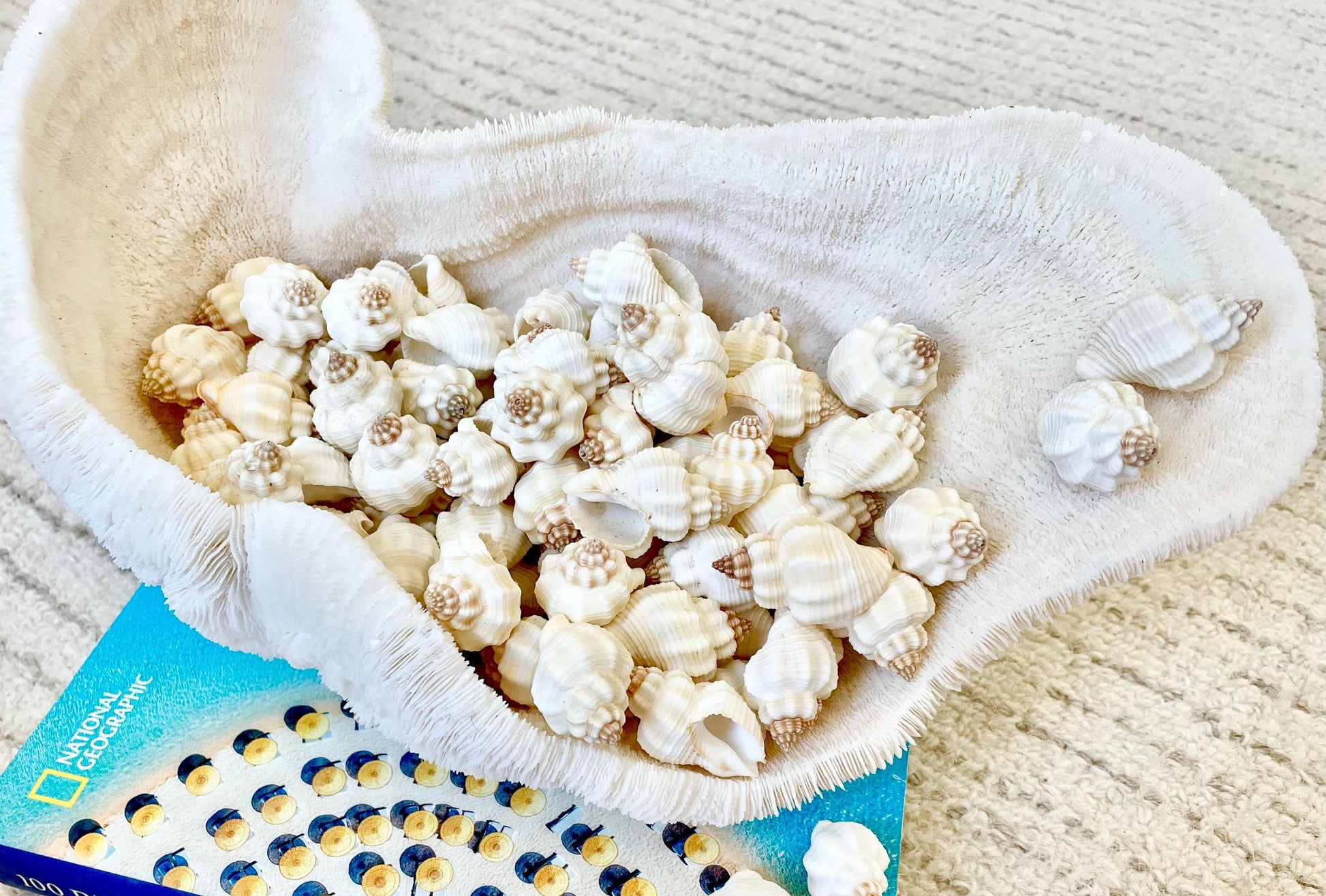 NUTMEG SNAIL SHELLS *You Choose Quantity* 1-1.5" Natural White Small Seashells Textured Craft Coastal Beach Home Décor Cancellaria