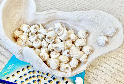 NUTMEG SNAIL SHELLS *You Choose Quantity* 1-1.5" Natural White Small Seashells Textured Craft Coastal Beach Home Décor Cancellaria