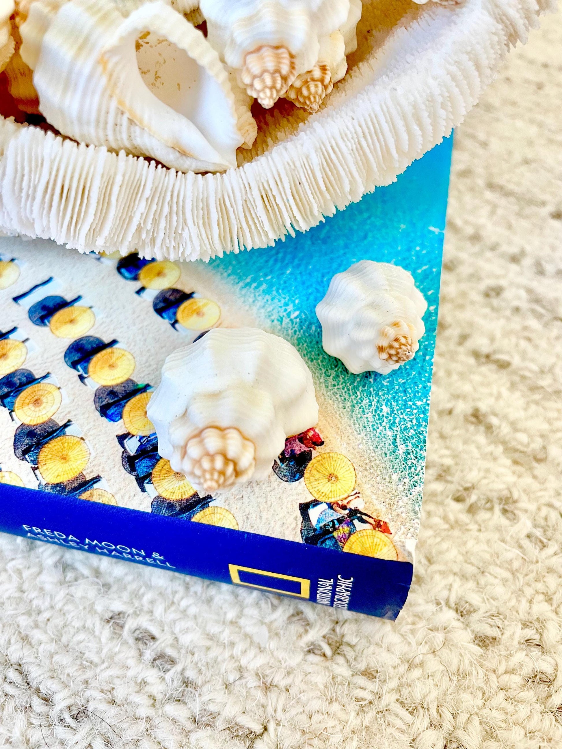 NUTMEG SNAIL SHELLS *You Choose Quantity* 1-1.5" Natural White Small Seashells Textured Craft Coastal Beach Home Décor Cancellaria