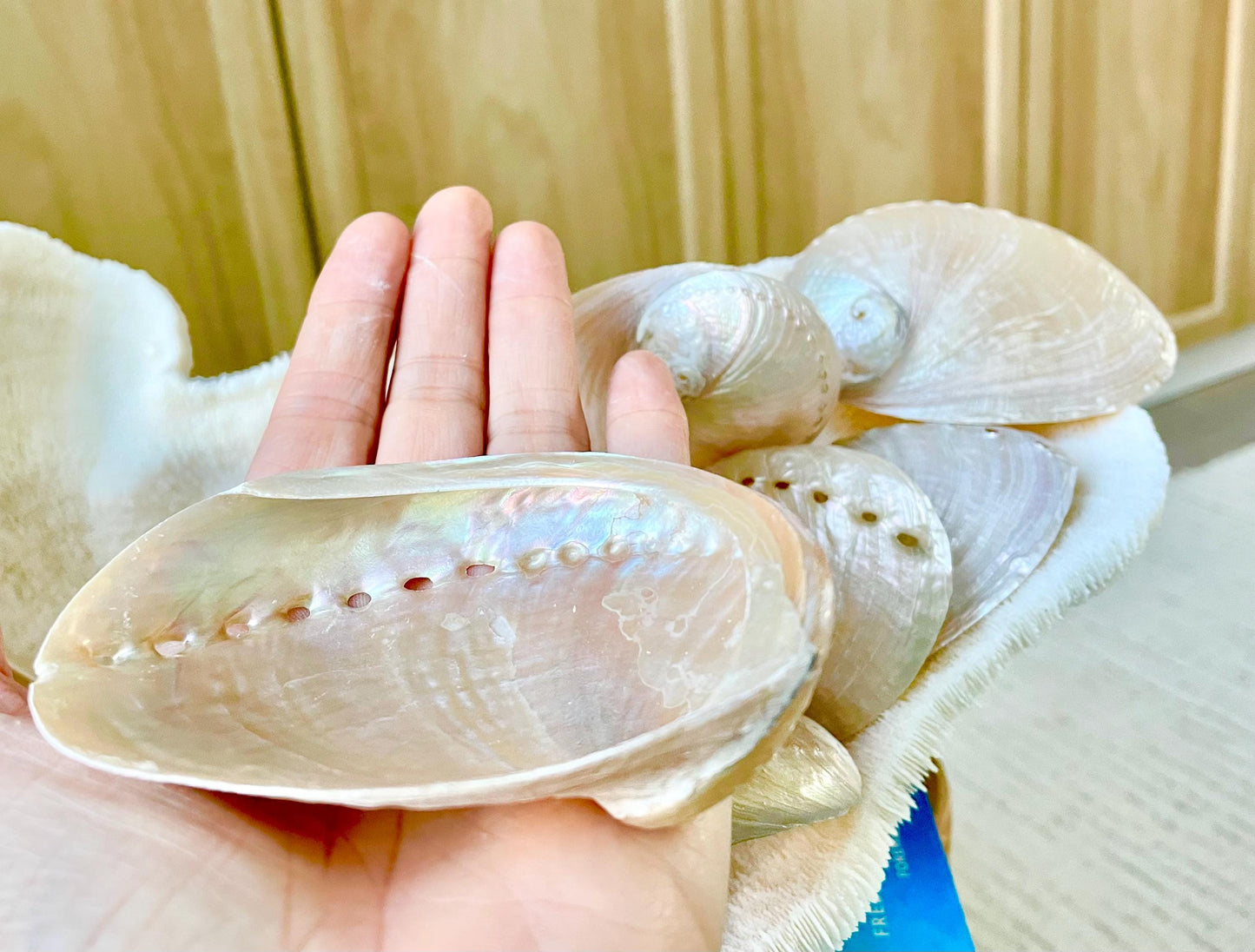 PINK PEARLED ABALONE Shell *All Sizes* Natural Iridescent Colored Seashell Shiny Mermaid Coastal Beach Home Décor Gift Sage Dish