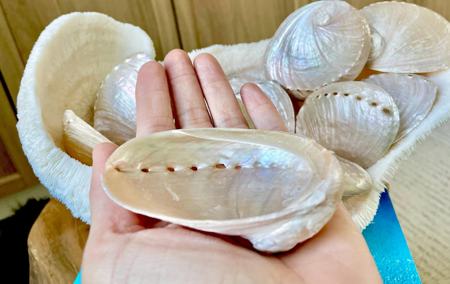 PINK PEARLED ABALONE Shell *All Sizes* Natural Iridescent Colored Seashell Shiny Mermaid Coastal Beach Home Décor Gift Sage Dish