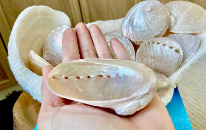 PINK PEARLED ABALONE Shell *All Sizes* Natural Iridescent Colored Seashell Shiny Mermaid Coastal Beach Home Décor Gift Sage Dish
