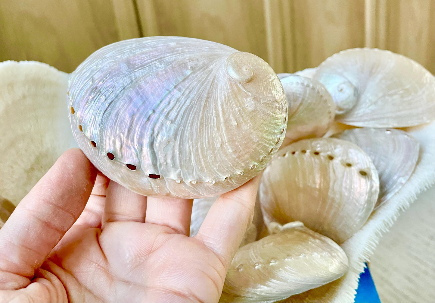PINK PEARLED ABALONE Shell *All Sizes* Natural Iridescent Colored Seashell Shiny Mermaid Coastal Beach Home Décor Gift Sage Dish