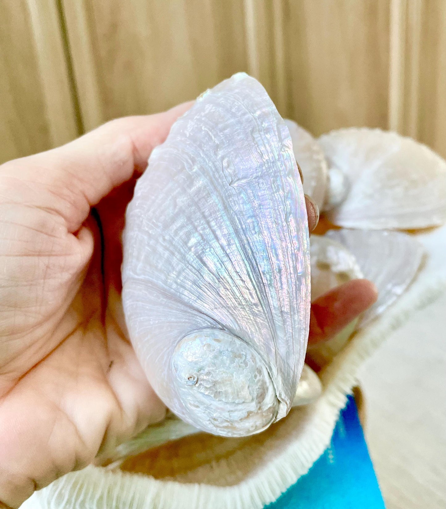 PINK PEARLED ABALONE Shell *All Sizes* Natural Iridescent Colored Seashell Shiny Mermaid Coastal Beach Home Décor Gift Sage Dish