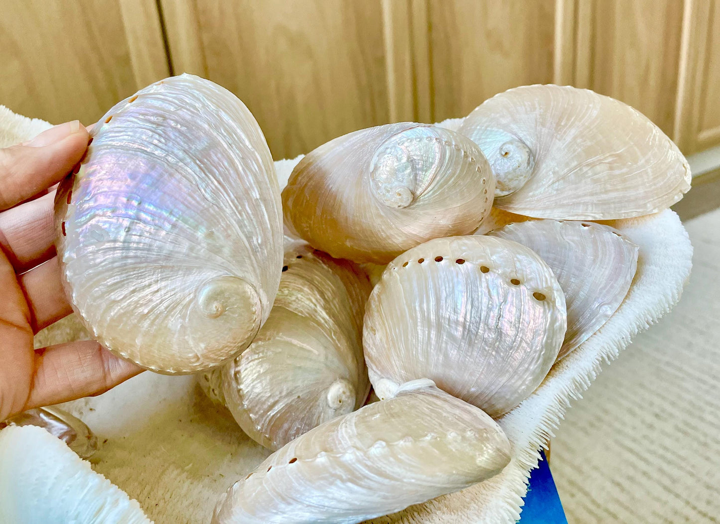 PINK PEARLED ABALONE Shell *All Sizes* Natural Iridescent Seashell Shiny Mermaid Coastal Décor