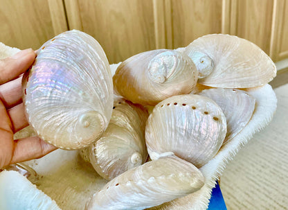 PINK PEARLED ABALONE Shell *All Sizes* Natural Iridescent Seashell Shiny Mermaid Coastal Décor