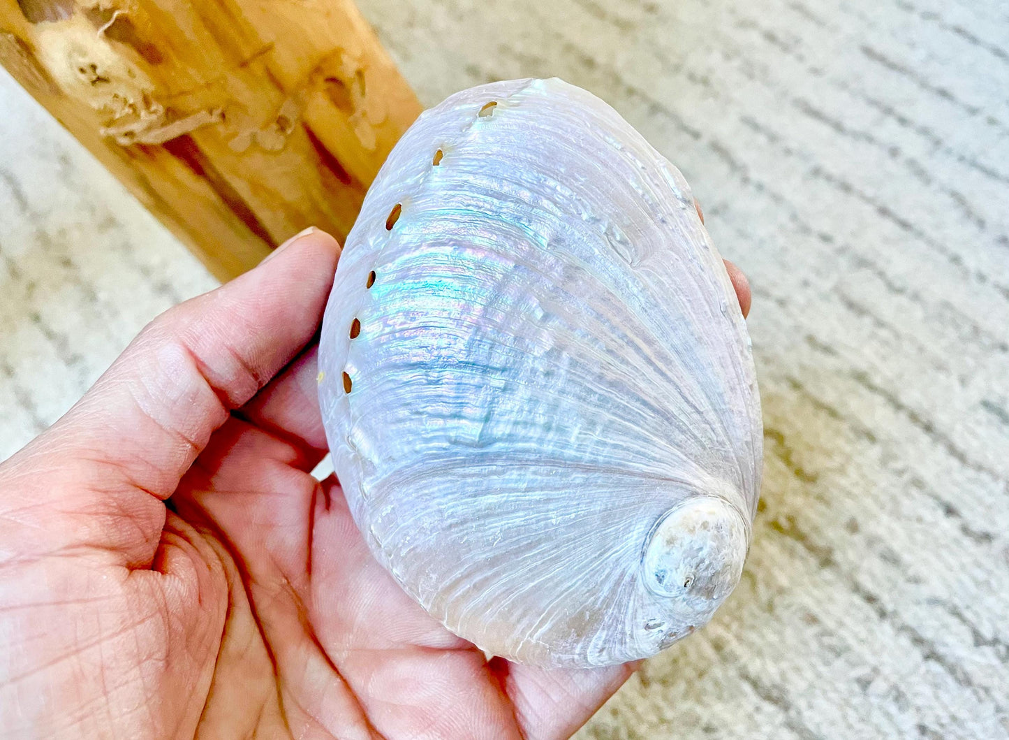 PINK PEARLED ABALONE Shell *All Sizes* Natural Iridescent Seashell Shiny Mermaid Coastal Décor