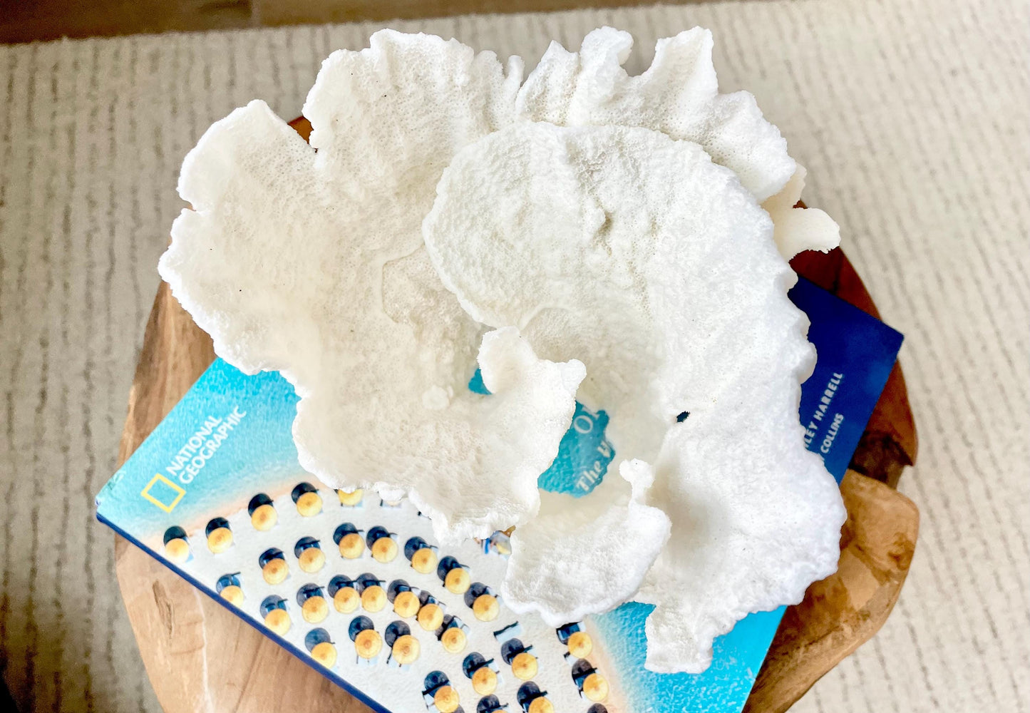 Mounted 6.5" Natural POCA CORAL Fossil Lucite Display Specimen Sculpture Ocean Art Decorative Coastal Beach Home Décor Wedding Gift White