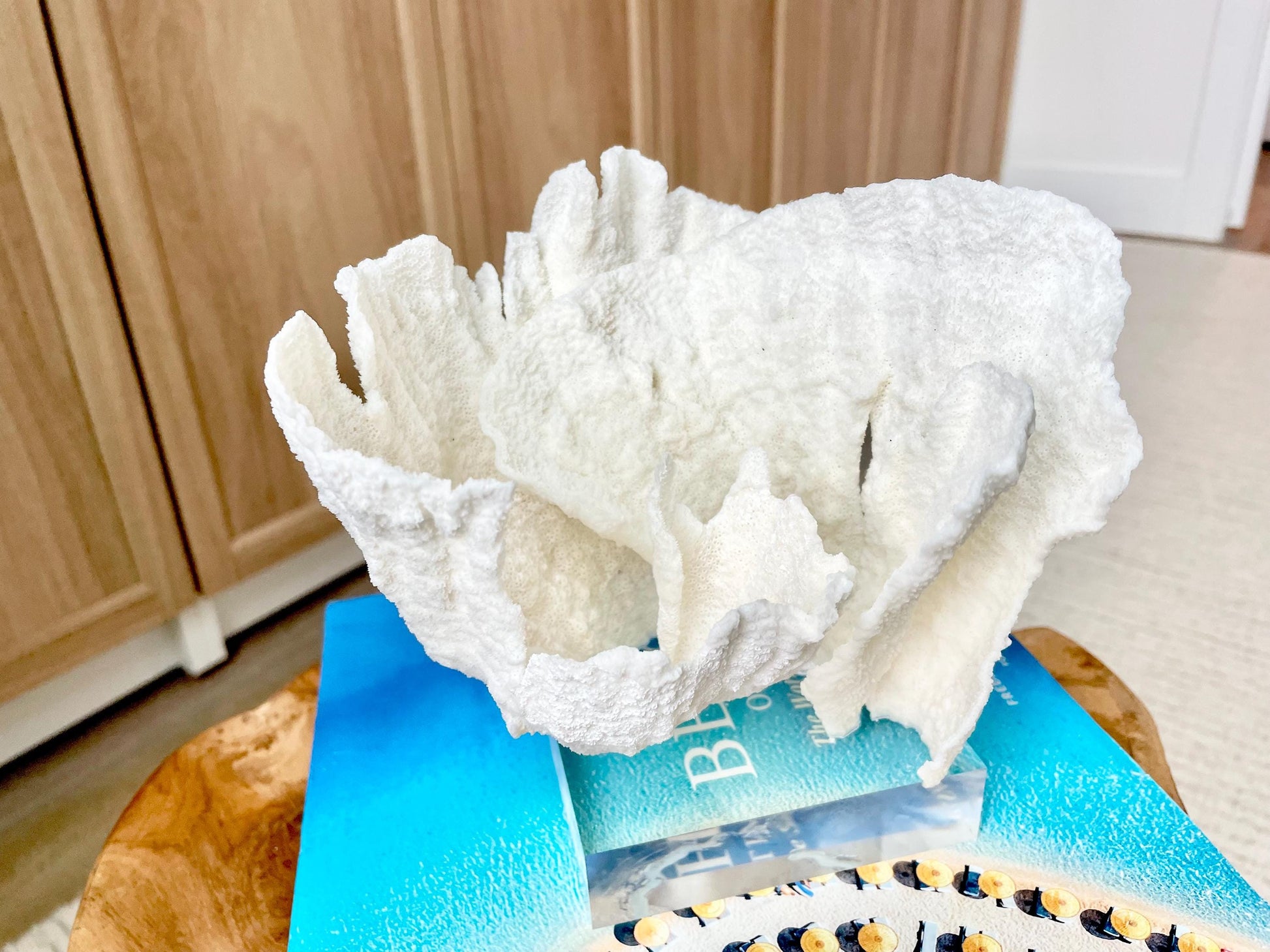 Mounted 6.5" Natural POCA CORAL Fossil Lucite Display Specimen Sculpture Ocean Art Decorative Coastal Beach Home Décor Wedding Gift White