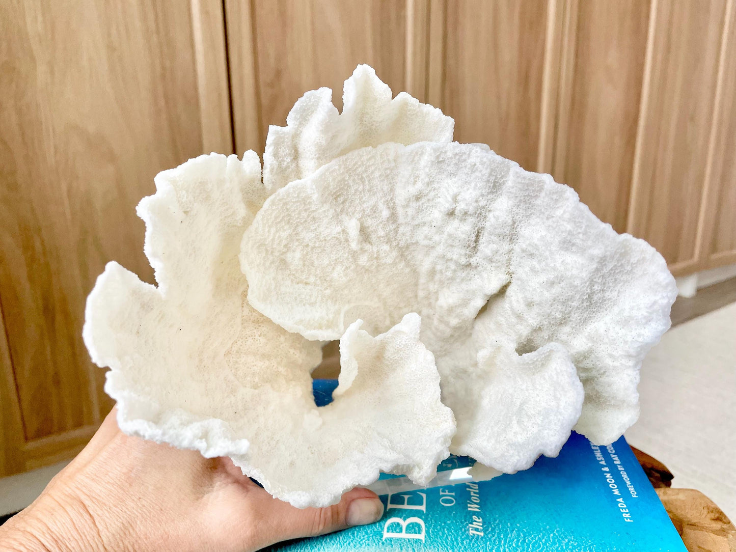 Mounted 6.5" Natural POCA CORAL Fossil Lucite Display Specimen Sculpture Ocean Art Decorative Coastal Beach Home Décor Wedding Gift White