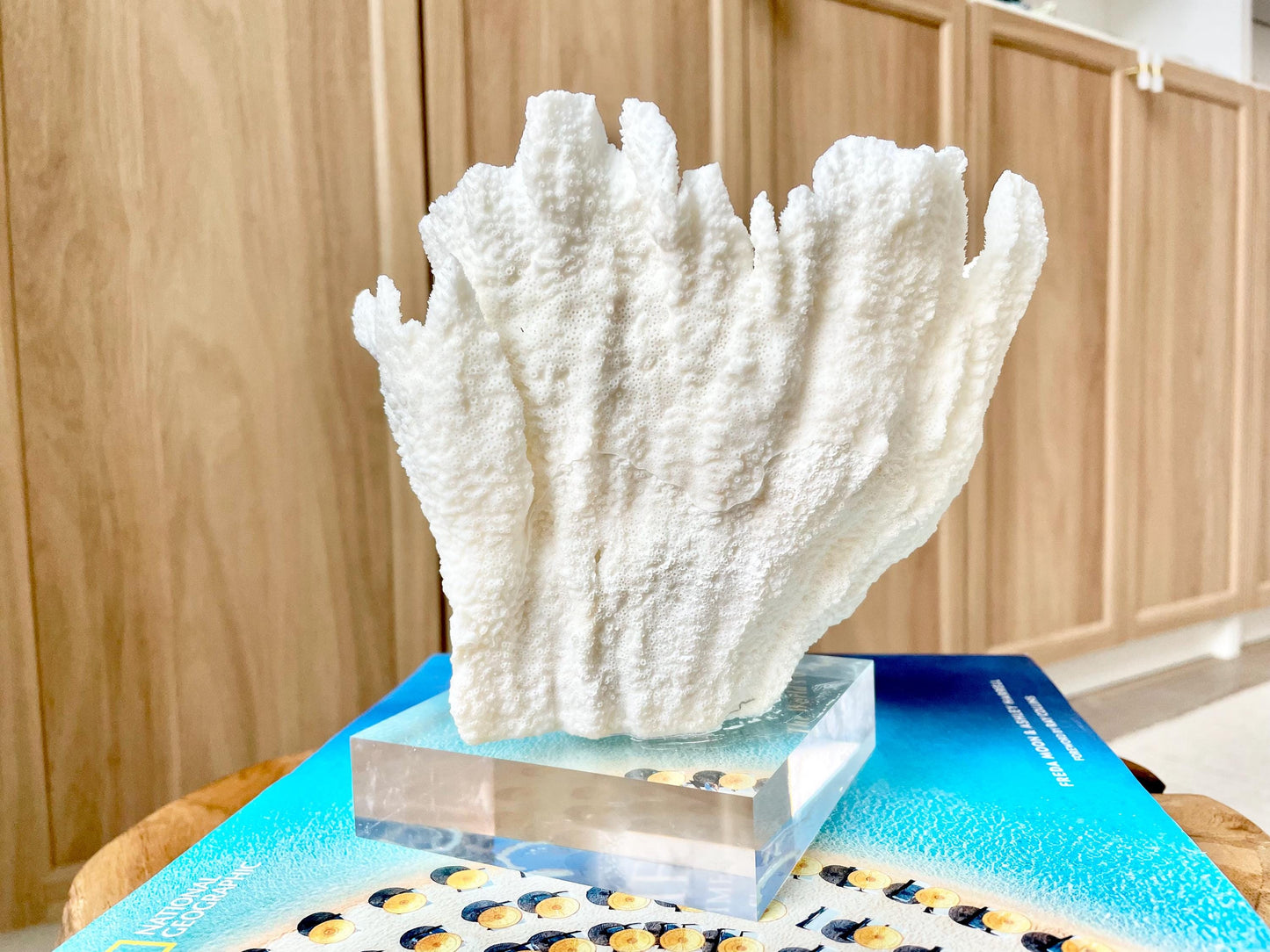 Mounted 6.5" Natural POCA CORAL Fossil Lucite Display Specimen Sculpture Ocean Art Decorative Coastal Beach Home Décor Wedding Gift White